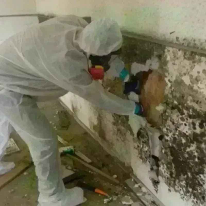 Mold Remediation and Removal in Tichigan, WI